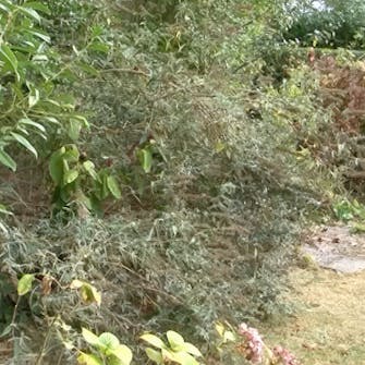 sommerfuglebusk beskjæring sommerfuglebusk beskjæring